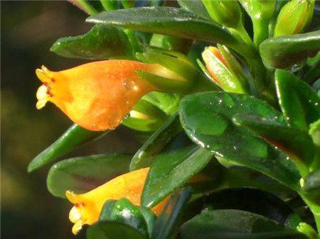 盆栽植物怎么养才茂盛