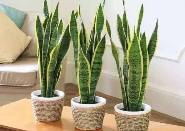 盆栽植物怎么养才茂盛