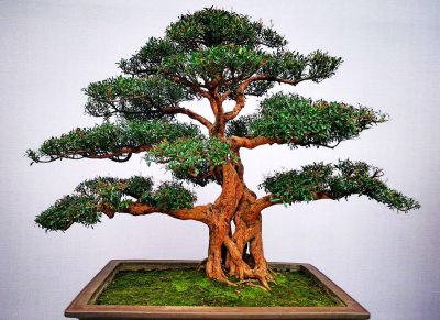 马尾松盆景怎么养 马尾松盆景制作技术