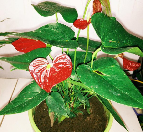 红掌怎么养才茂盛
