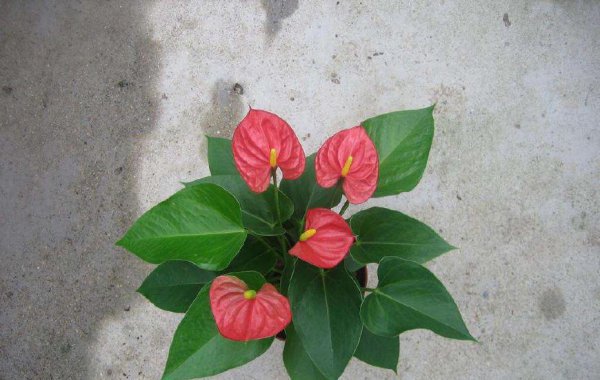 红掌怎么养才茂盛