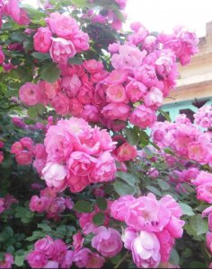 月季花花语是什么意思 了解月季花的象征意义