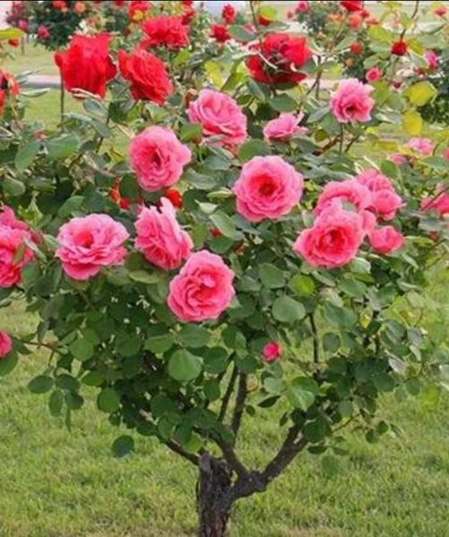 月季花花语是什么意思