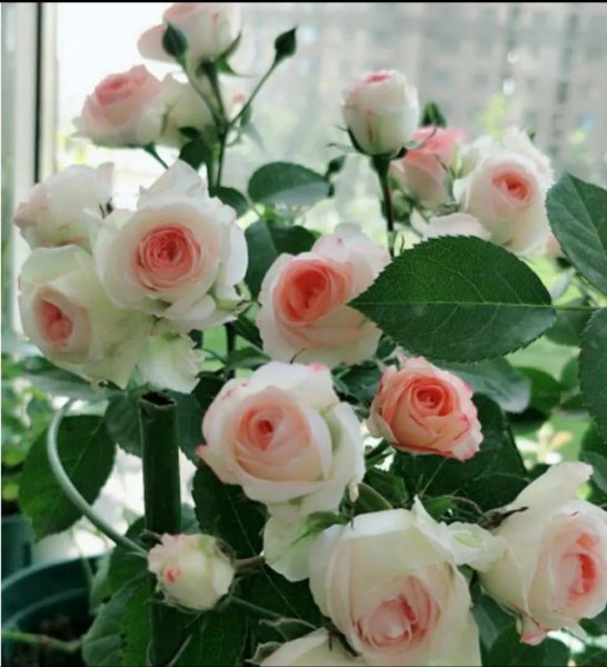 月季花花语是什么意思