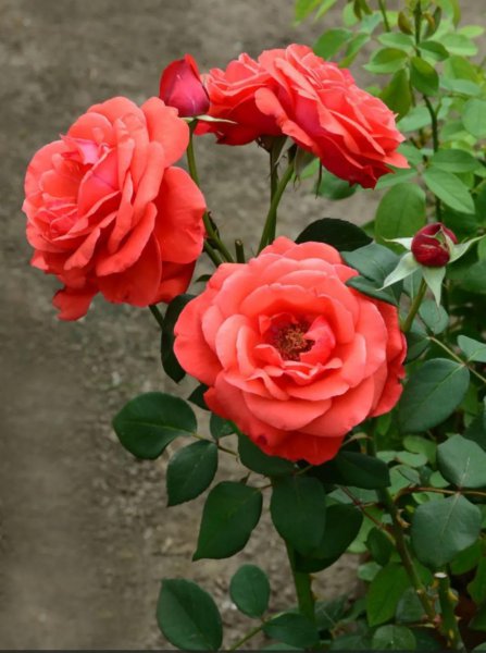 月季花花语是什么意思
