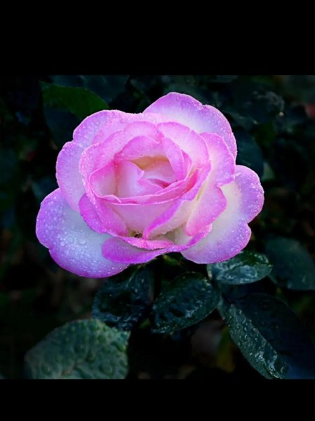 月季花花语是什么意思