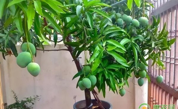 芒果怎么种盆栽