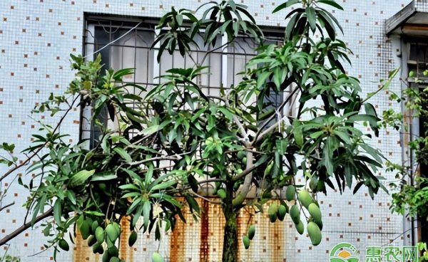 芒果怎么种盆栽