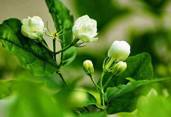 茉莉的花语是什么