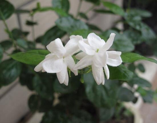 茉莉的花语是什么