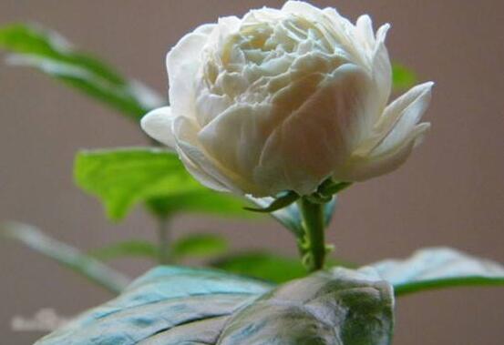 茉莉的花语是什么