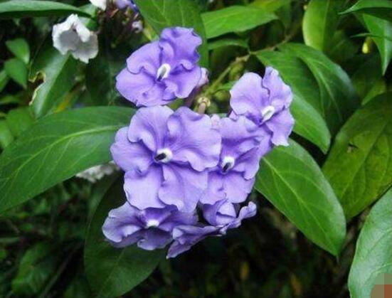 茉莉的花语是什么