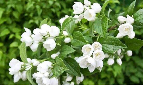 茉莉的花语是什么
