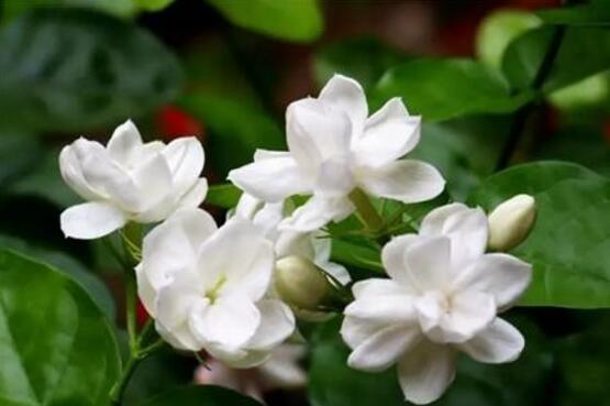 茉莉的花语是什么