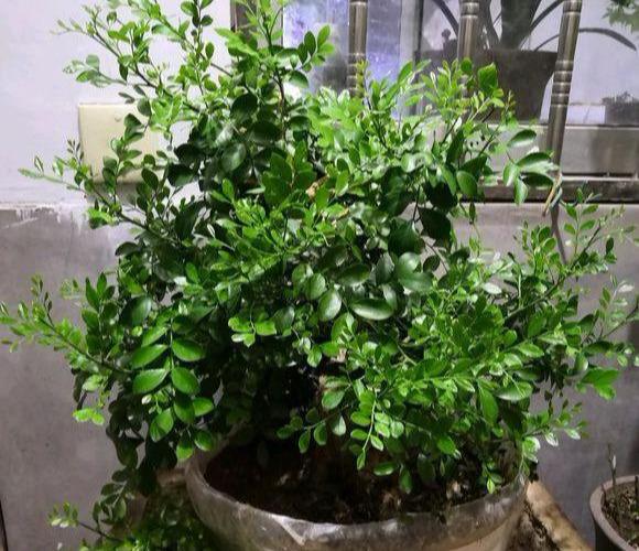 小叶九里香怎么养