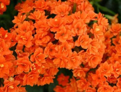 长寿花有什么寓意 长寿花的花语及象征寓意