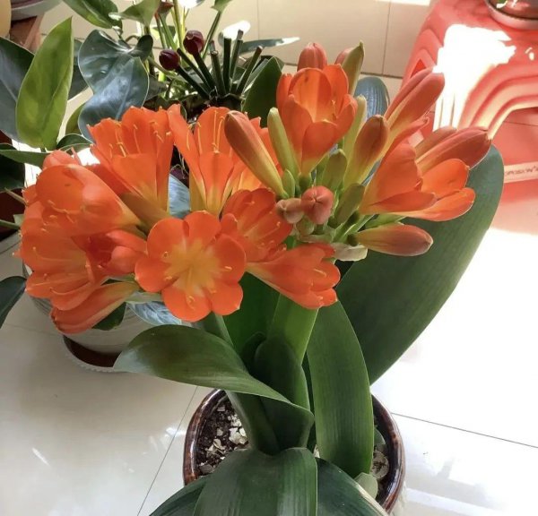 能聚福气养人旺家的花卉有哪些