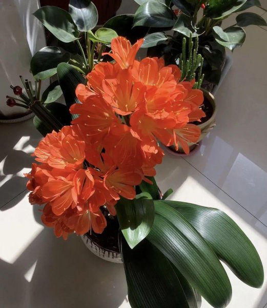 能聚福气养人旺家的花卉有哪些