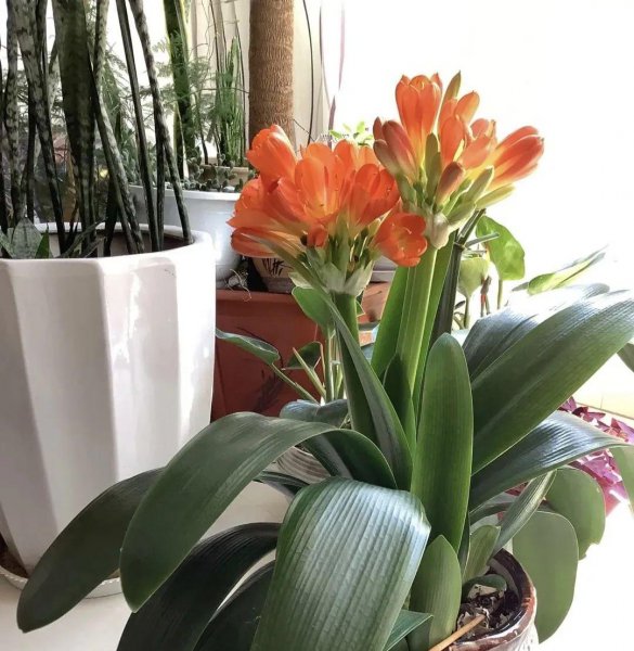 能聚福气养人旺家的花卉有哪些