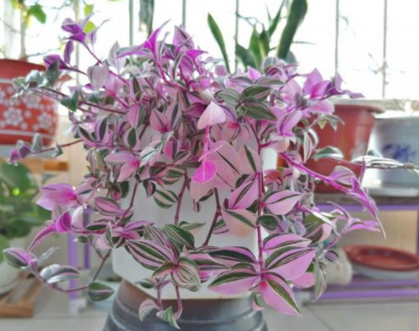 叶子是粉色的花卉有哪些