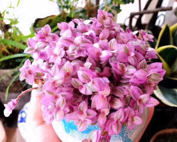 叶子是粉色的花卉有哪些