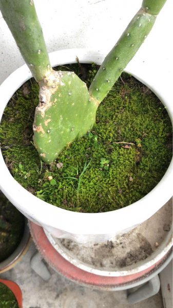 适合在潮湿环境下生长得植物有哪些