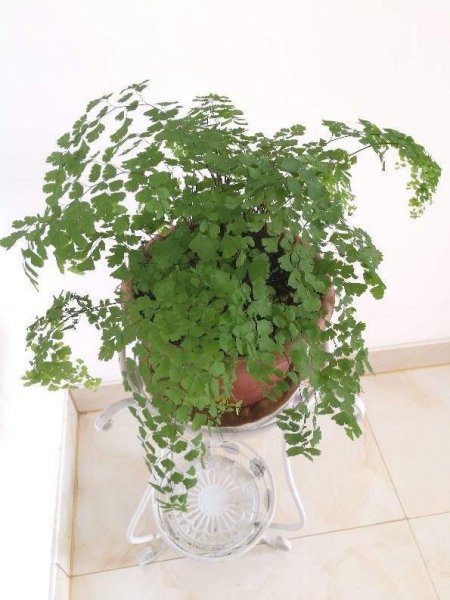 适合在潮湿环境下生长得植物有哪些