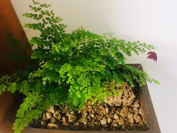 适合在潮湿环境下生长得植物有哪些