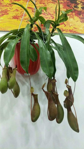 适合在潮湿环境下生长得植物有哪些