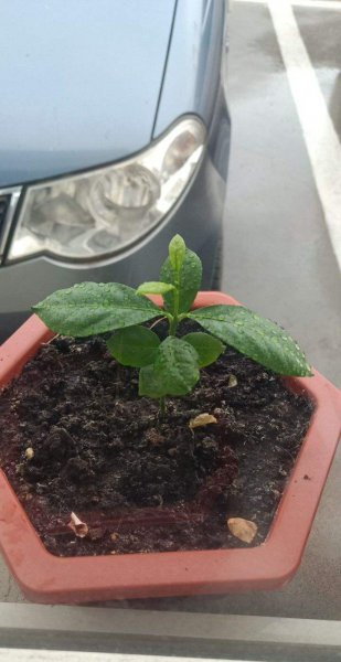 盆栽柠檬不结果怎么办