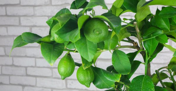 盆栽柠檬不结果怎么办