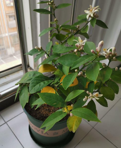 盆栽柠檬不结果怎么办