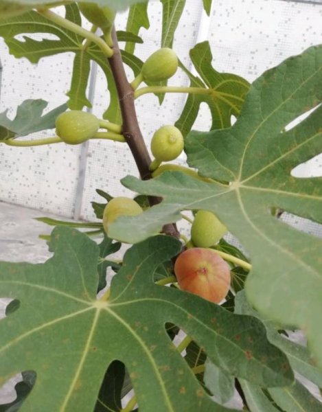 适合阳台盆栽的果树有哪些
