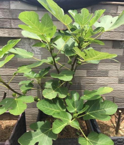 适合阳台盆栽的果树有哪些