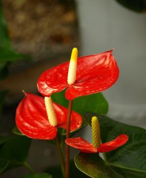 红掌怎么养才茂盛