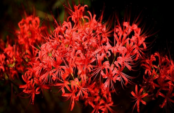 彼岸花的寓意和花语
