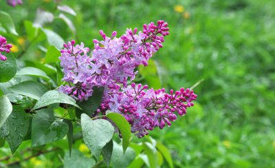 丁香花语是什么 丁香花的寓意与象征