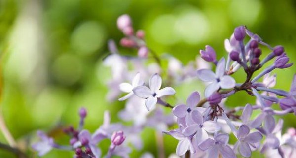 丁香花语是什么