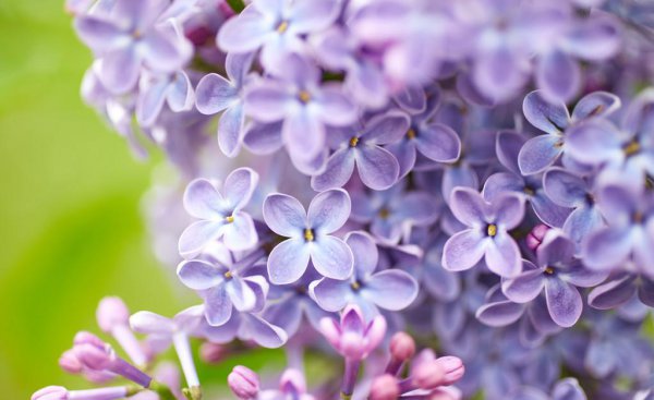 丁香花语是什么
