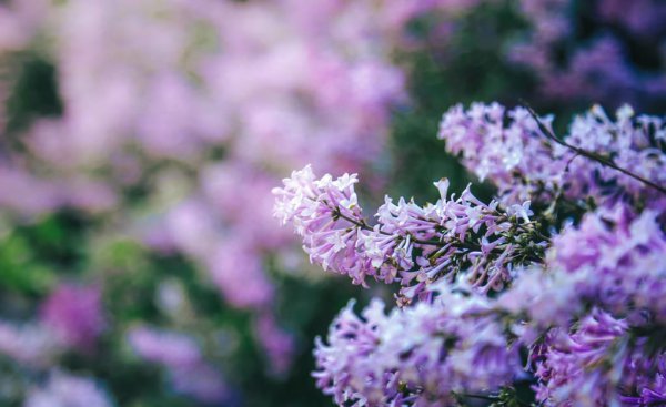 丁香花语是什么