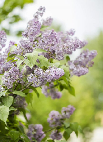 丁香花语是什么