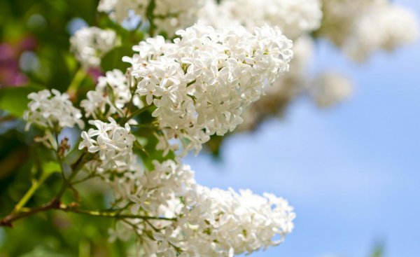 丁香花语是什么