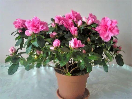 盆栽杜鹃花期如何养