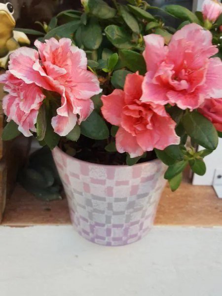 盆栽杜鹃花期如何养