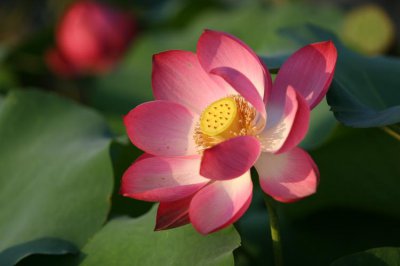 莲花的象征意义 莲花的寓意和花语