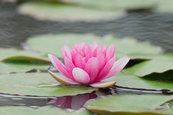 莲花的象征意义