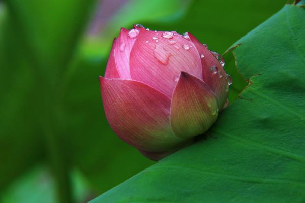 莲花的象征意义