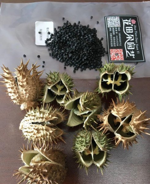 哪些花卉植物有毒