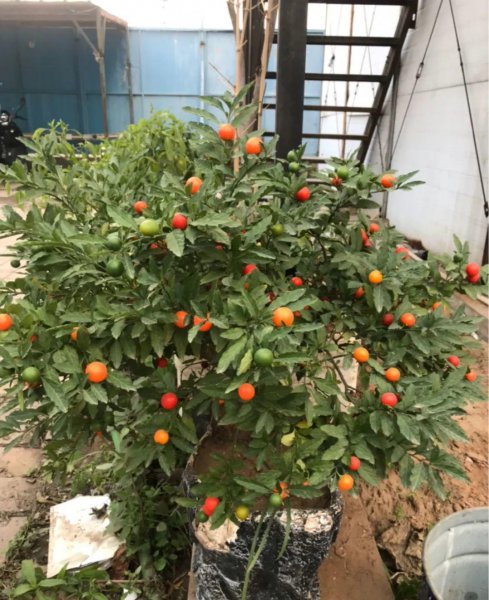 哪些花卉植物有毒
