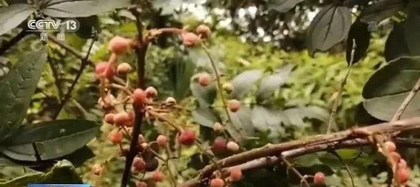 哪些花卉植物有毒